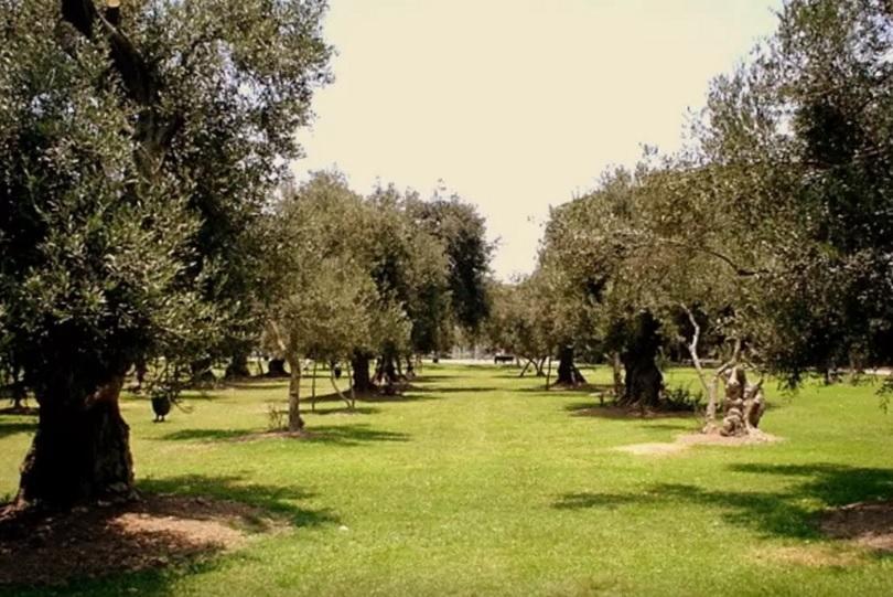 B&B El Olivar Лима Екстериор снимка
